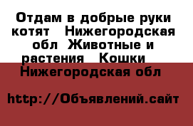 Отдам в добрые руки котят - Нижегородская обл. Животные и растения » Кошки   . Нижегородская обл.